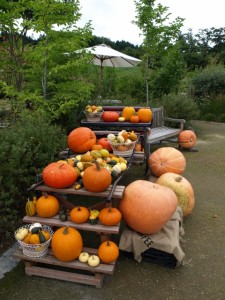 ハロウィンのかぼちゃ どんな種類 育て方は簡単 Kenブログ