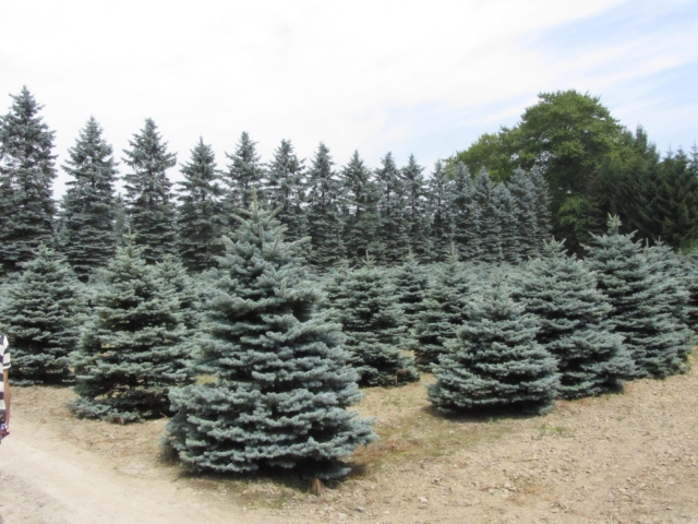 クリスマスツリー 木の種類 由来は まとめてみた Kenブログ