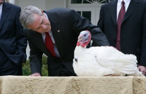 President Bush pardons the Thanksgiving turkey in the Rose Garden.